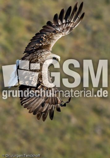 Seeadler (6 von 11).jpg